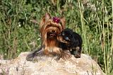 YORKSHIRE TERRIER 435